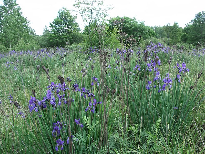 Изображение особи Iris sibirica.