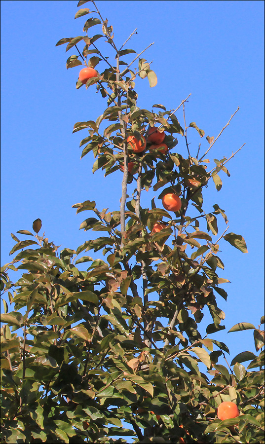 Image of Diospyros kaki specimen.