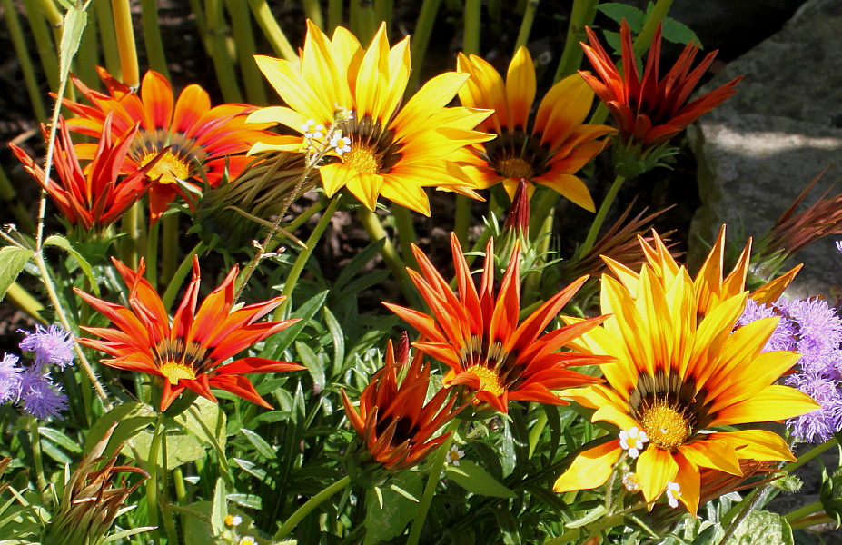 Изображение особи Gazania × hybrida.