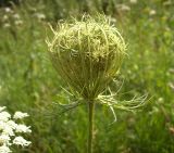 Daucus carota. Созревающее соплодие. Курская обл., г. Железногорск, ур. Устье-Воронка. 1 августа 2007 г.