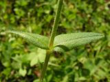 Cerastium holosteoides