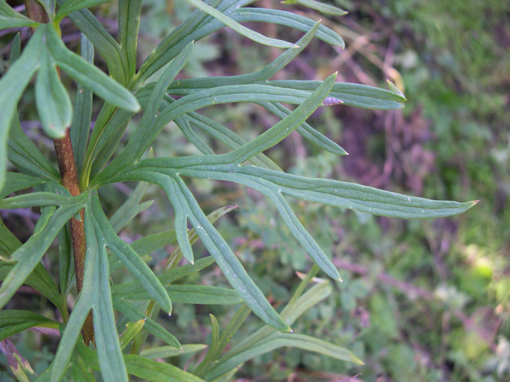 Изображение особи Aconitum karakolicum.