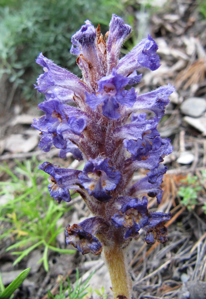 Изображение особи Orobanche coerulescens.