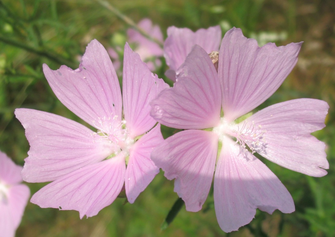 Image of Malva excisa specimen.