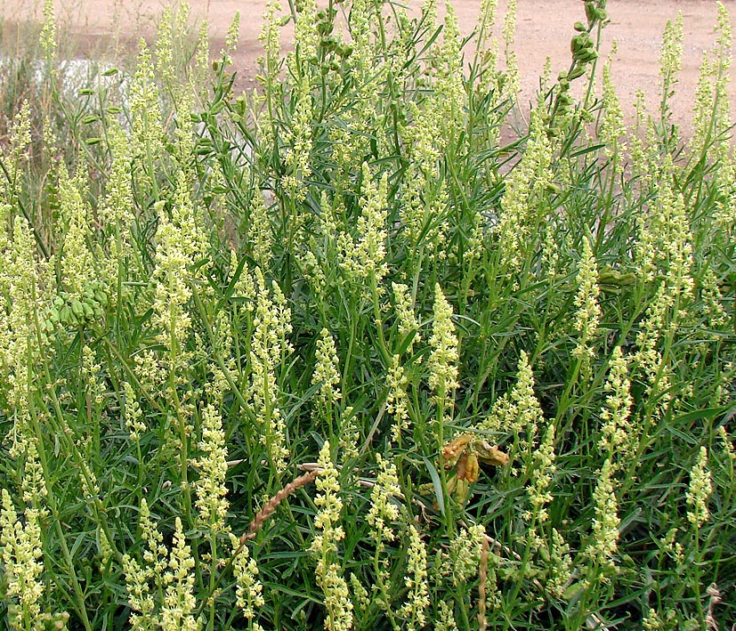 Изображение особи Reseda lutea.