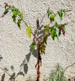 Phytolacca americana