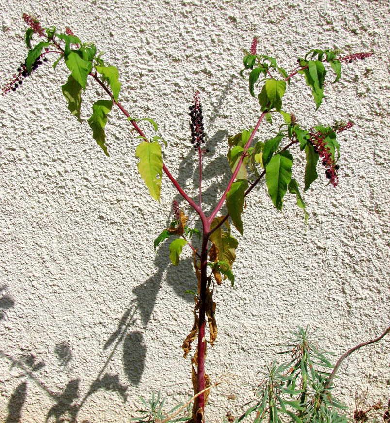 Image of Phytolacca americana specimen.