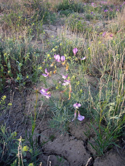 Image of Vicia subvillosa specimen.