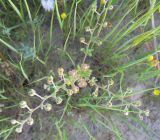 Helianthemum salicifolium