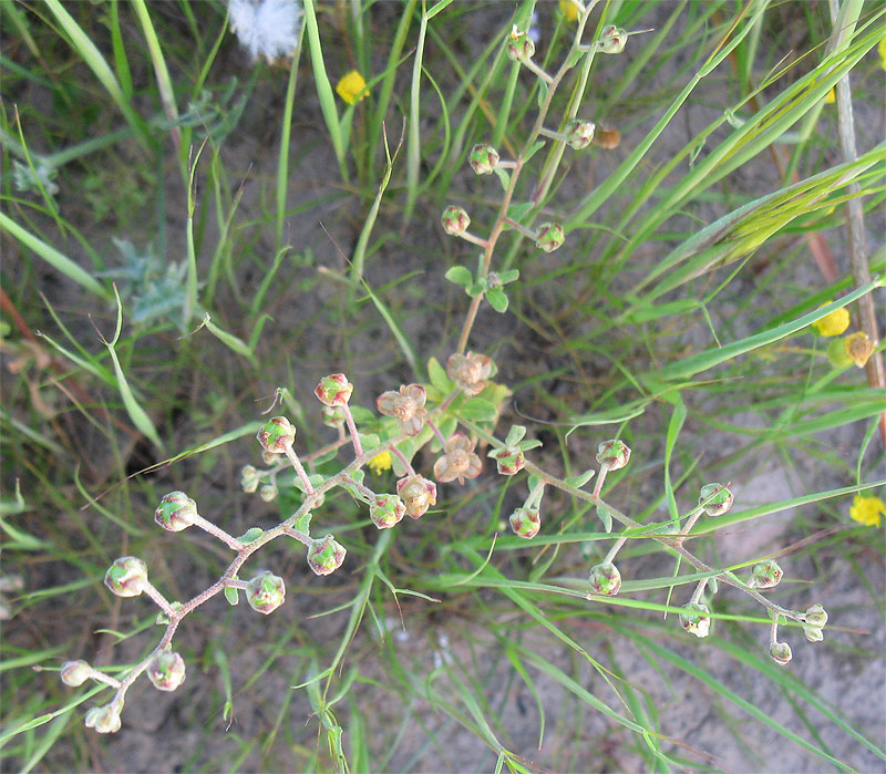 Изображение особи Helianthemum salicifolium.