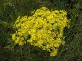 View full-size image Senecio jacobaea