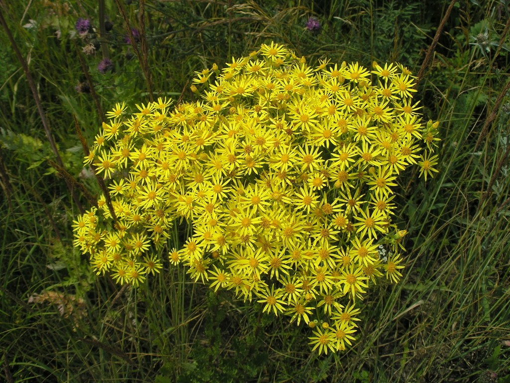 Изображение особи Senecio jacobaea.