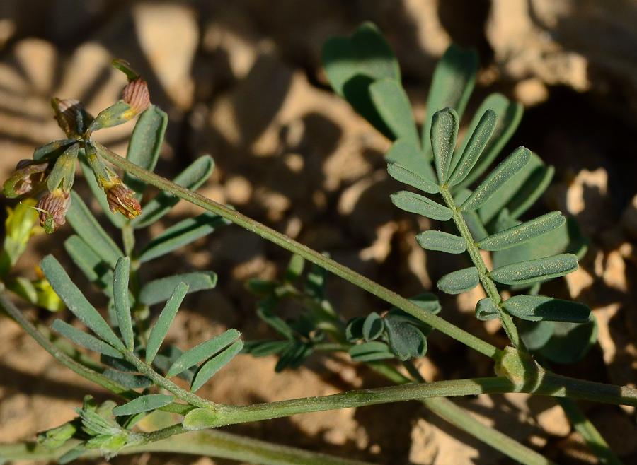 Изображение особи Hippocrepis areolata.