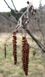 Alnus incana. Ветка с мужскими и женскими соцветиями. Ставропольский край, г. Кисловодск, Курортный парк средний. 27.03.2013.