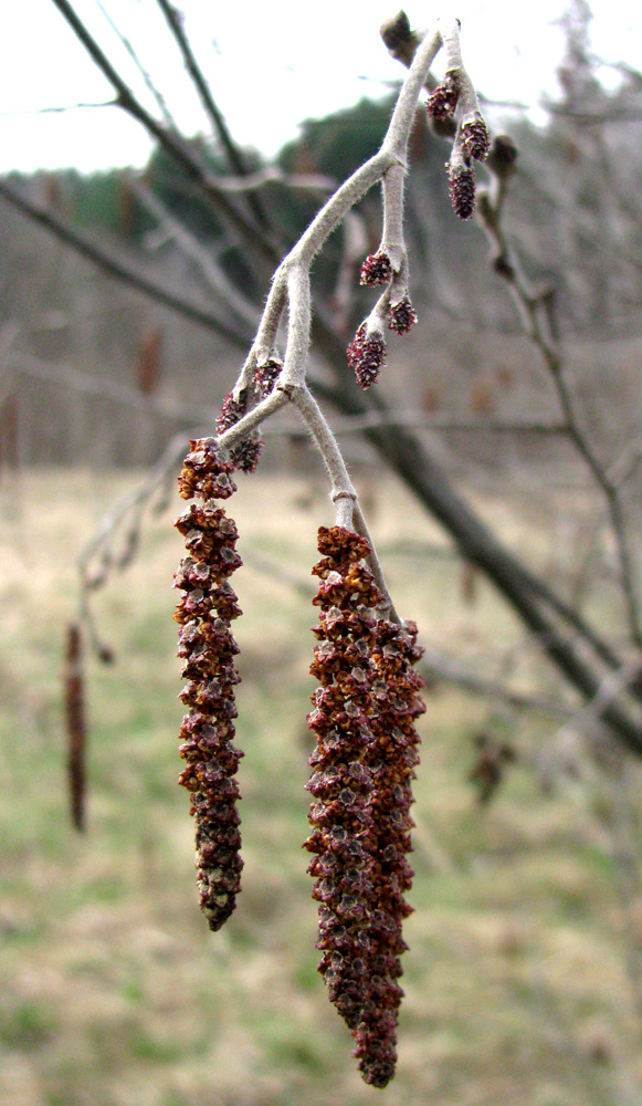 Изображение особи Alnus incana.