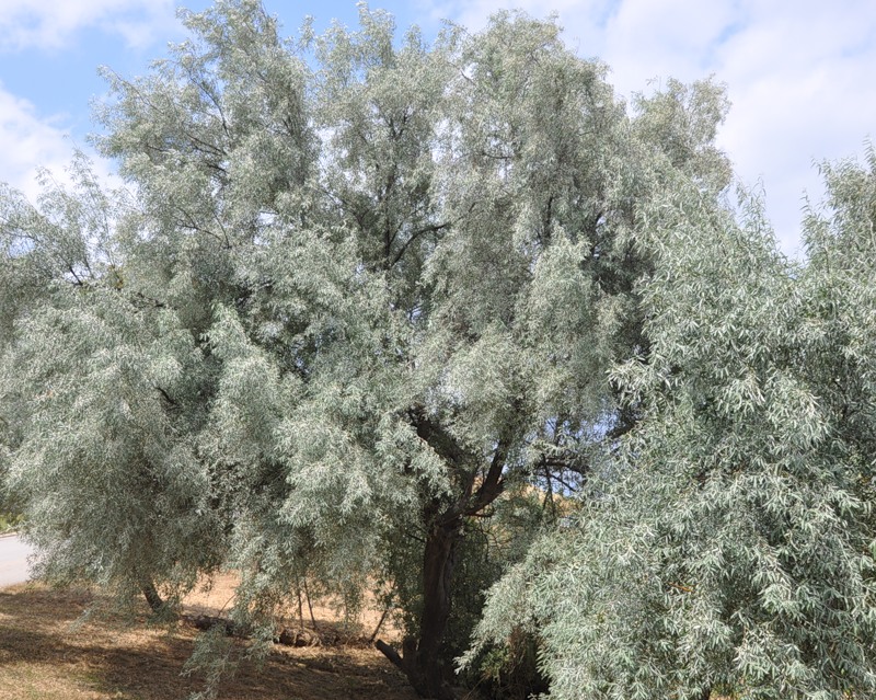 Image of Elaeagnus angustifolia specimen.