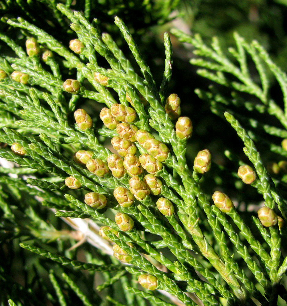 Image of Juniperus sabina specimen.