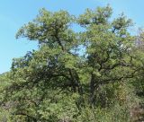 Quercus pubescens