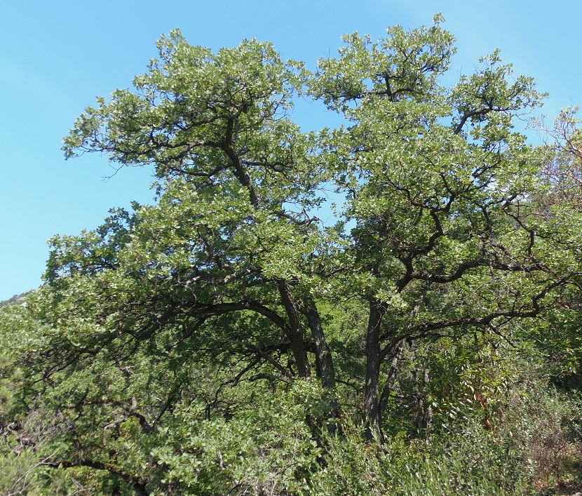 Изображение особи Quercus pubescens.