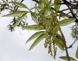 Image of taxon representative. Author is Валерий Куделя