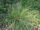 Carex canescens. Вид плодоносящего растения. Московская обл., Лотошинский р-н, окр. дер. Савостино. 03.06.2013.