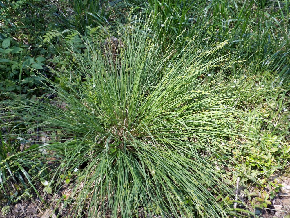 Изображение особи Carex canescens.