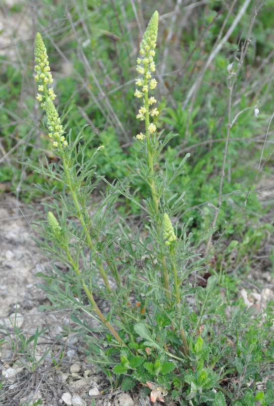 Image of Reseda lutea specimen.