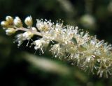 Aruncus aethusifolius