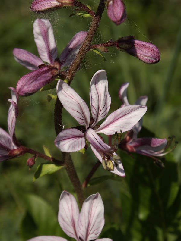 Изображение особи Dictamnus caucasicus.