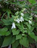 Campanula alliariifolia. Цветущие растения. Черек-Балкарская теснина, по шоссе 8 км от пос. Верхняя Балкария, 1100 м н.у.м. 7 июля 2012 г.