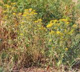 Inula britannica. Цветущие растения. Ростовская обл., Неклиновский р-н, Носовское с/п, балка Камышовая. 19.07.2013.