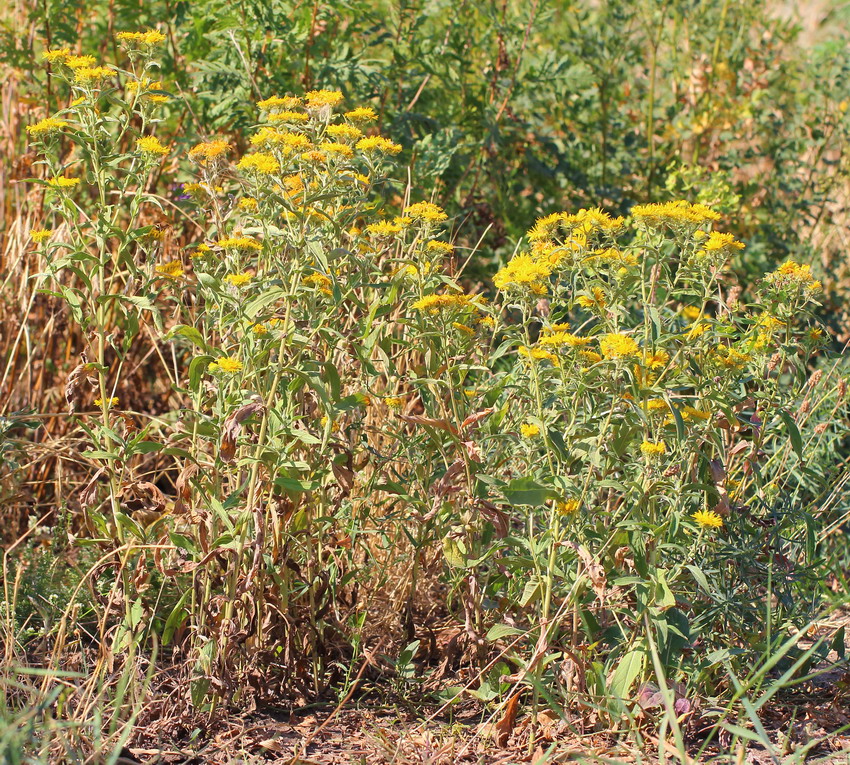 Image of Inula britannica specimen.