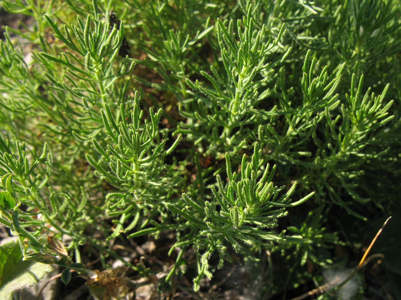 Image of Ajuga chia specimen.