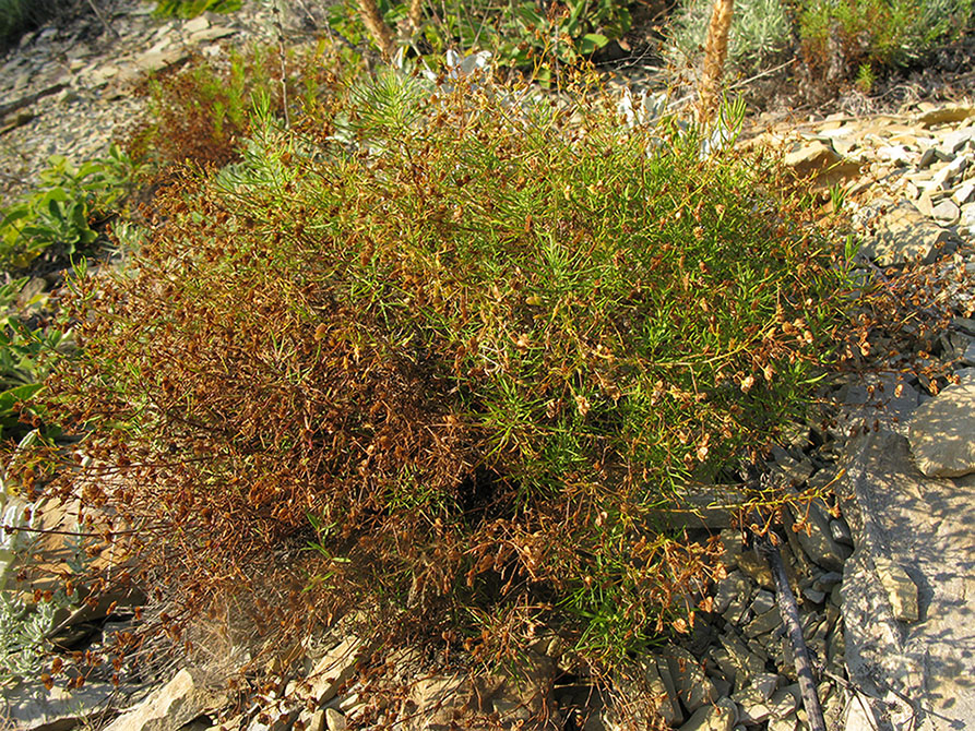 Изображение особи Veronica filifolia.