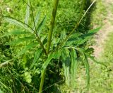 Valeriana officinalis. Часть стебля с листьями и основаниями пазушных побегов. Подмосковье, Рузский р-н, окр. оз. Глубокое, лесная поляна. Август 2013 г.
