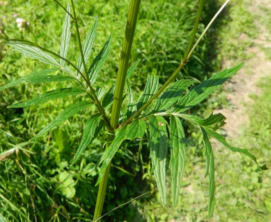 Изображение особи Valeriana officinalis.