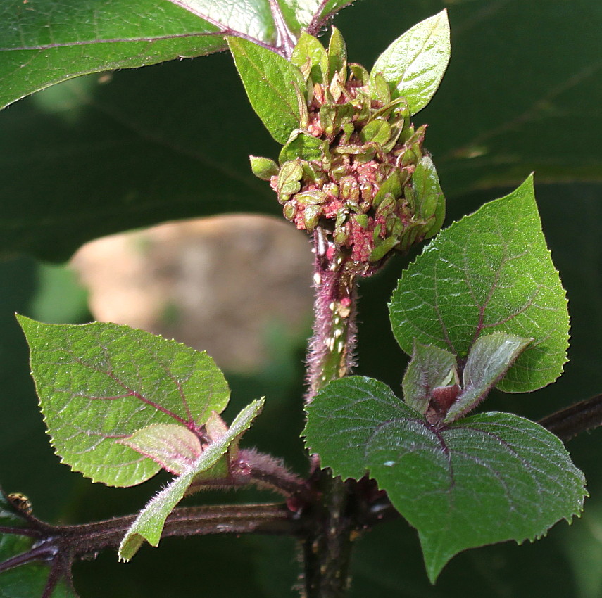 Изображение особи Clerodendrum bungei.