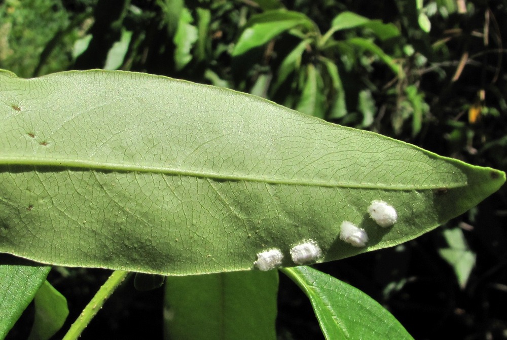 Image of Pittosporum napaulense specimen.