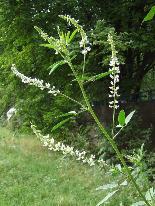 Изображение особи Melilotus albus.