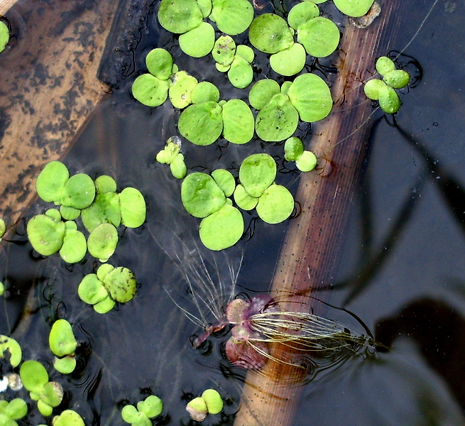Image of Spirodela polyrhiza specimen.