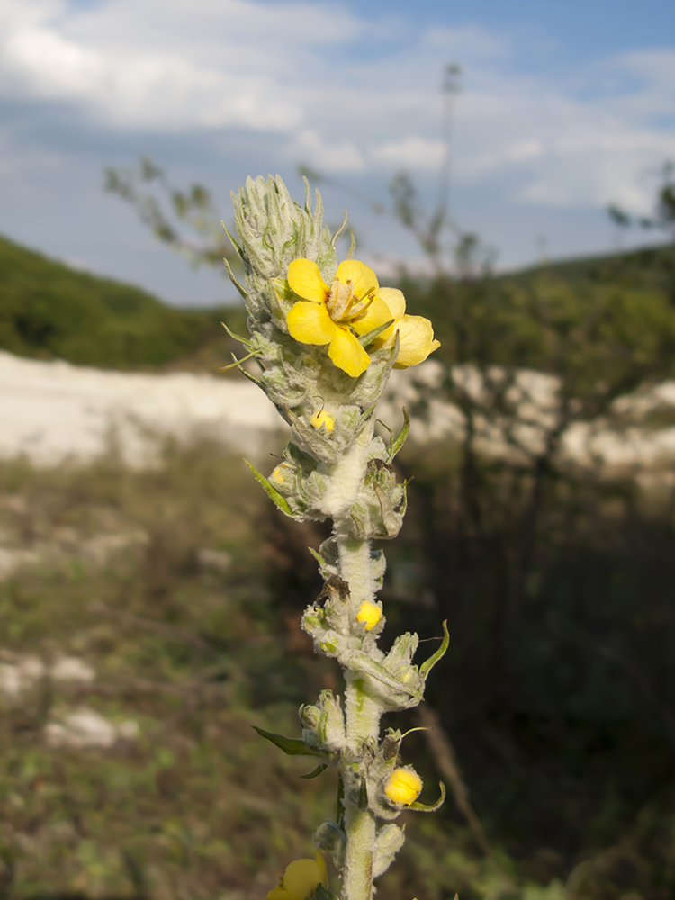 Изображение особи Verbascum gnaphalodes.