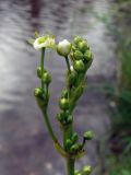 Alisma plantago-aquatica. Верхушка расцветающего растения. Свердловская обл., окр. г. Североуральск, на берегу заводи. 14.07.2013.