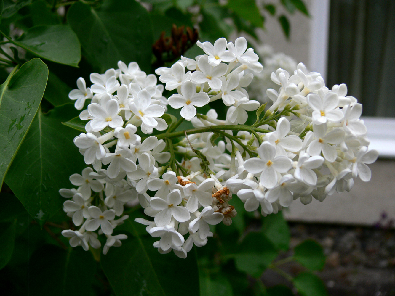 Image of Syringa vulgaris specimen.