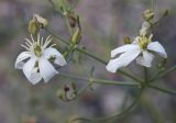 Clematis songorica