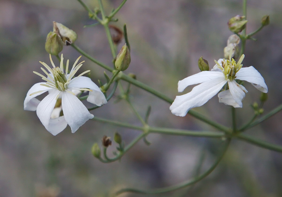 Изображение особи Clematis songorica.