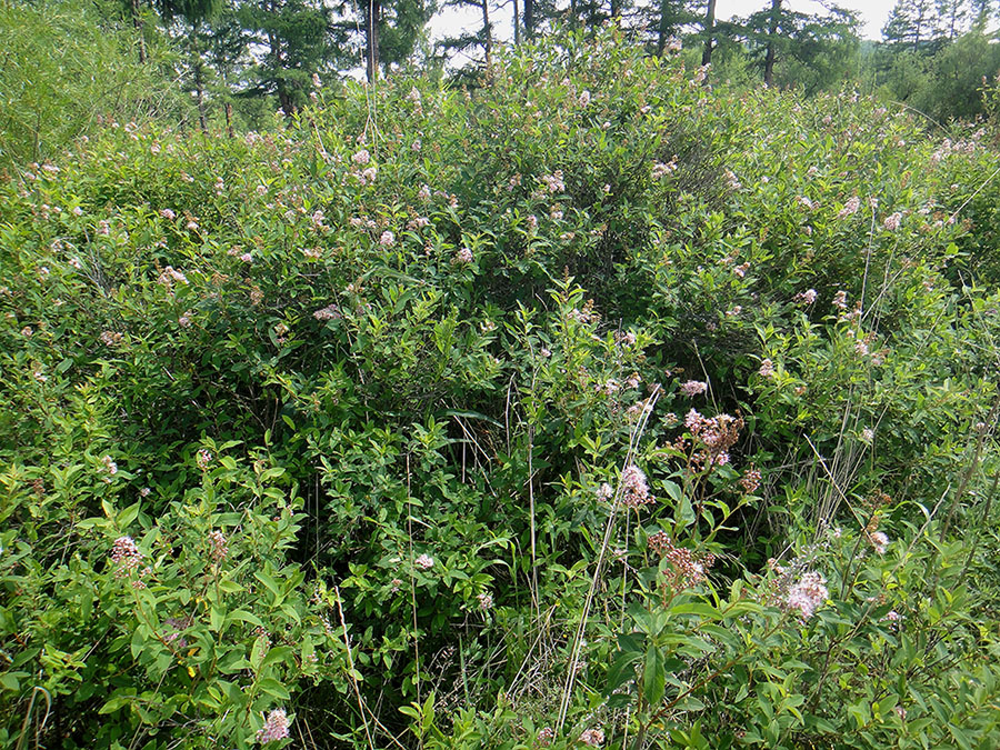 Изображение особи Spiraea salicifolia.