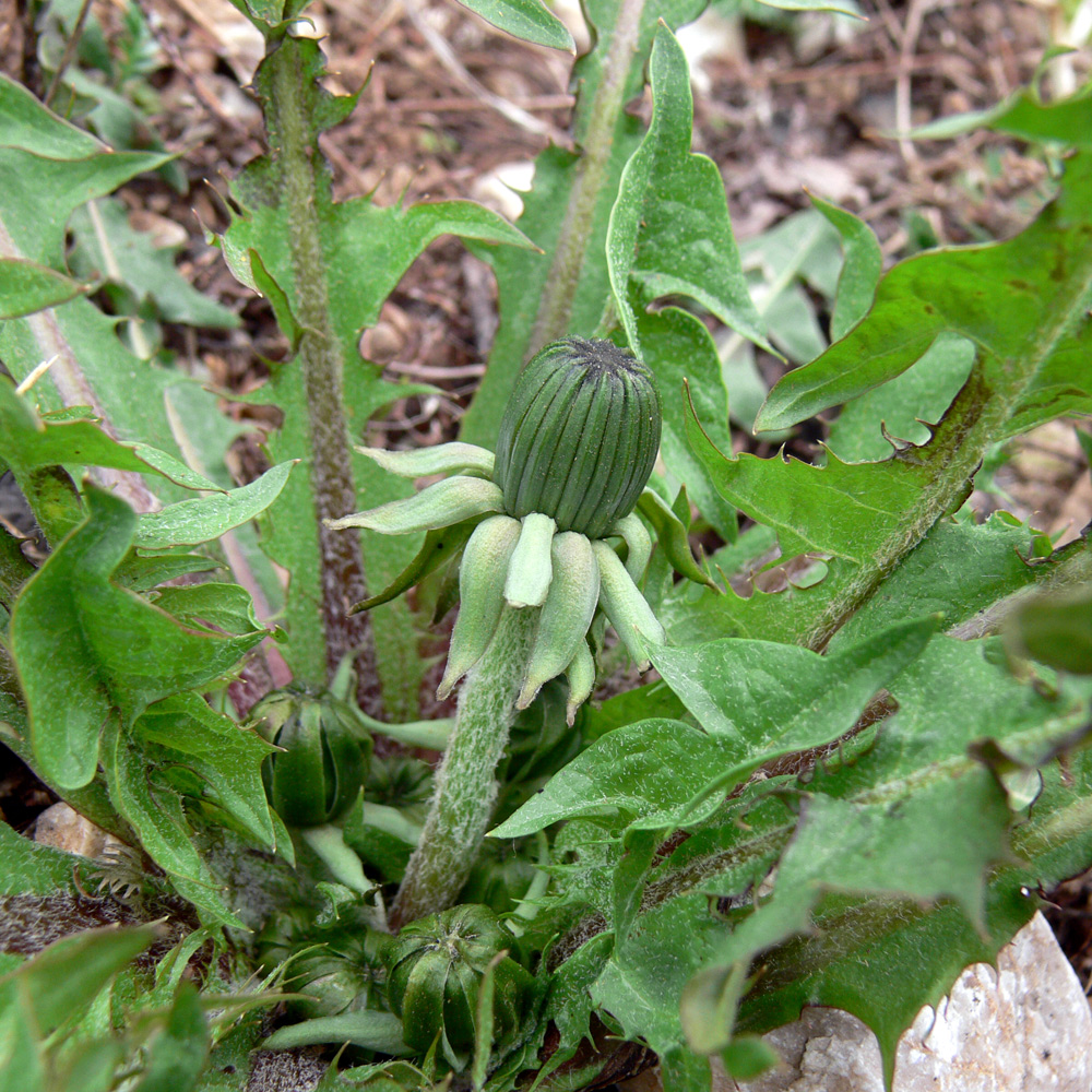 Изображение особи род Taraxacum.
