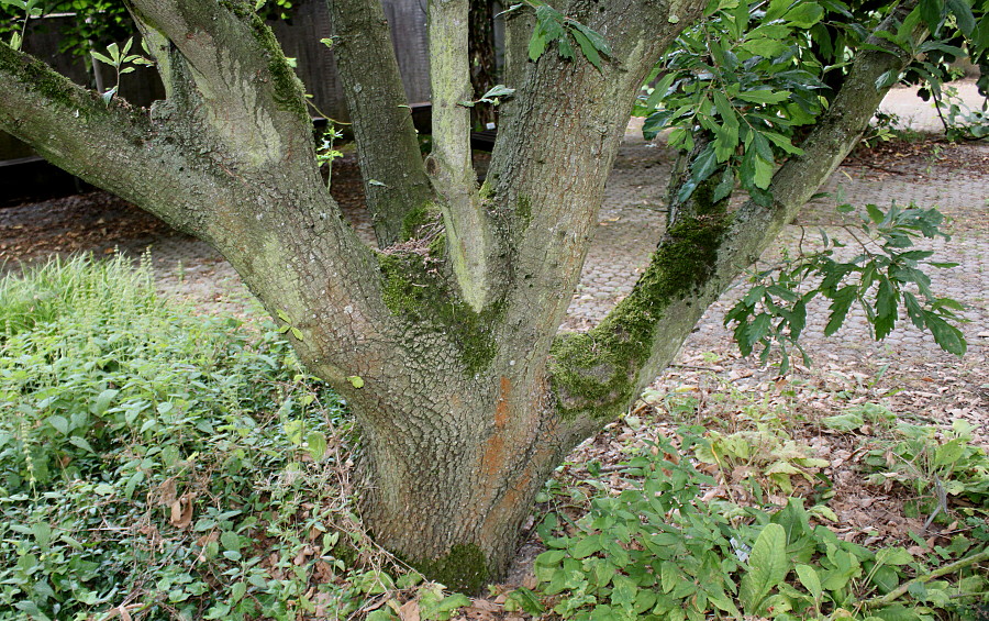Image of Quercus × hispanica specimen.