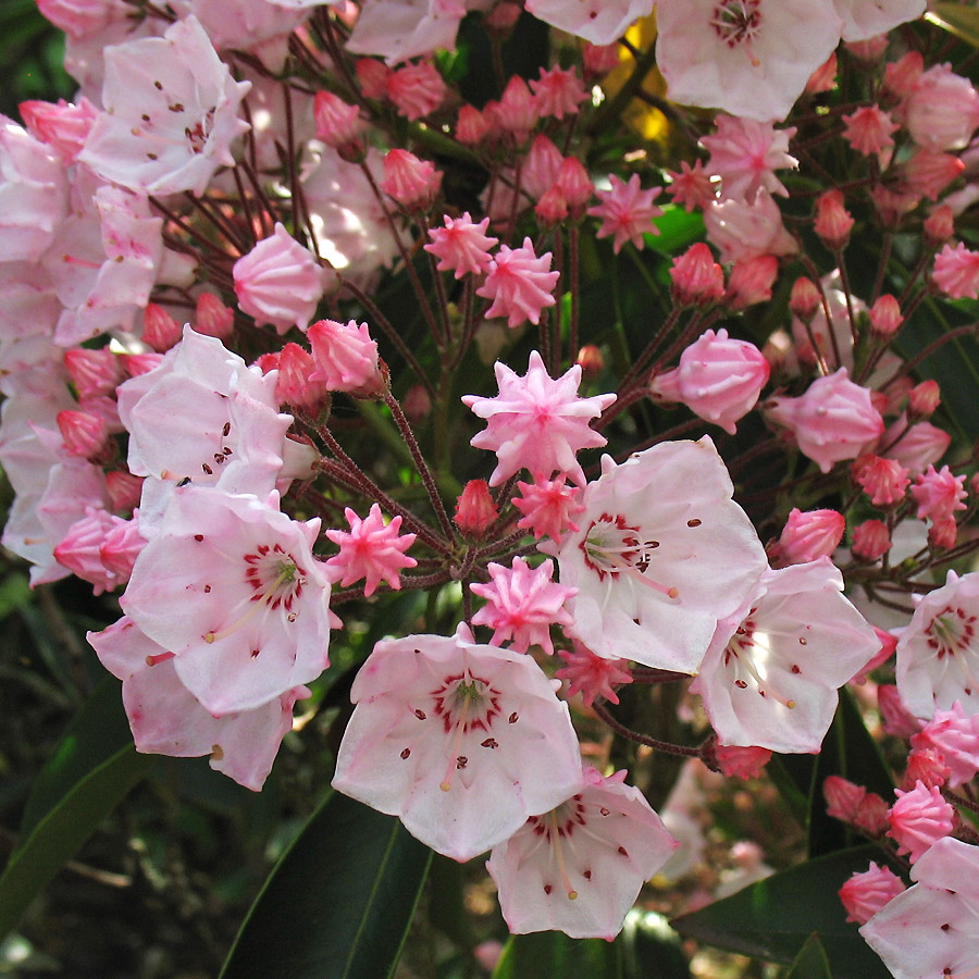 Image of Kalmia latifolia specimen.