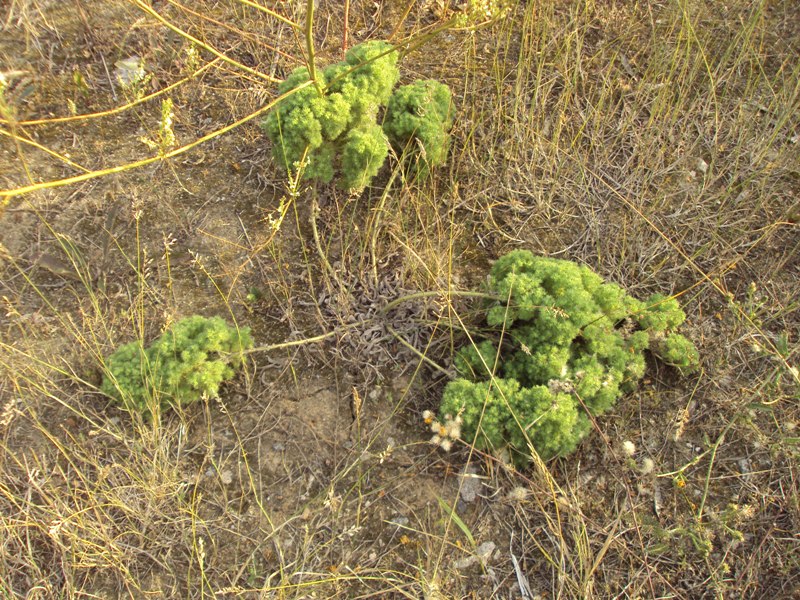 Image of Echium vulgare specimen.